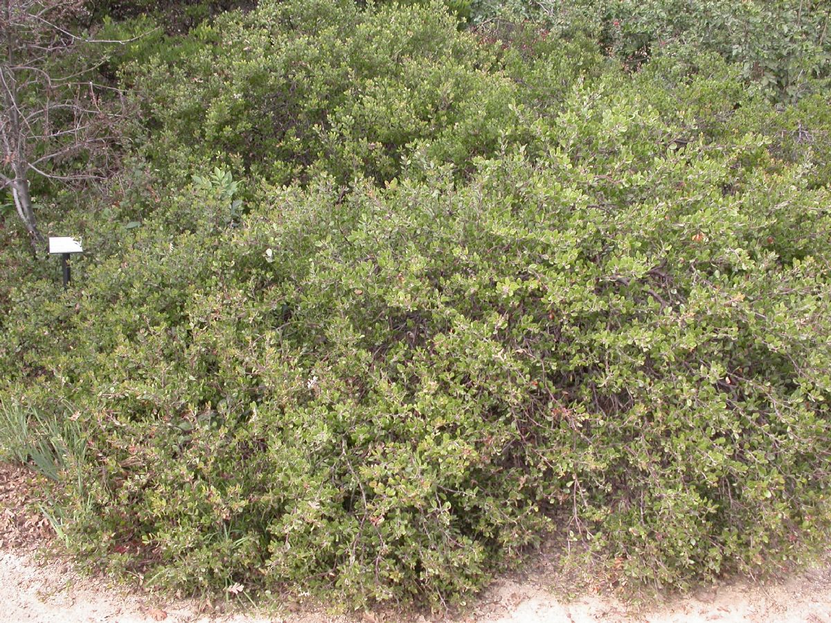 Ericaceae Arctostaphylos hookeri