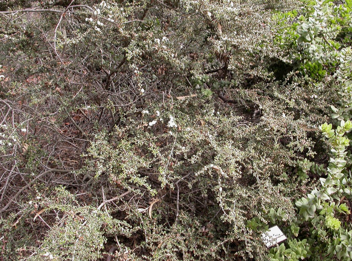 Rhamnaceae Ceanothus rigidus
