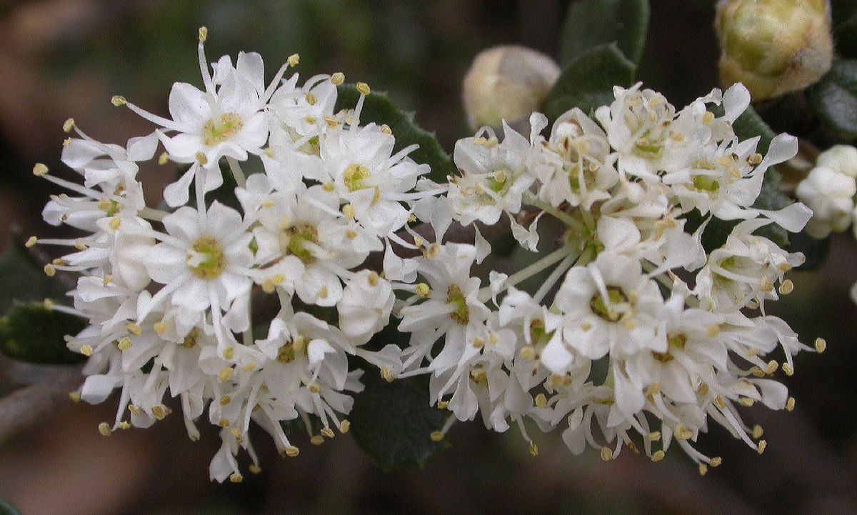 Rhamnaceae Ceanothus rigidus