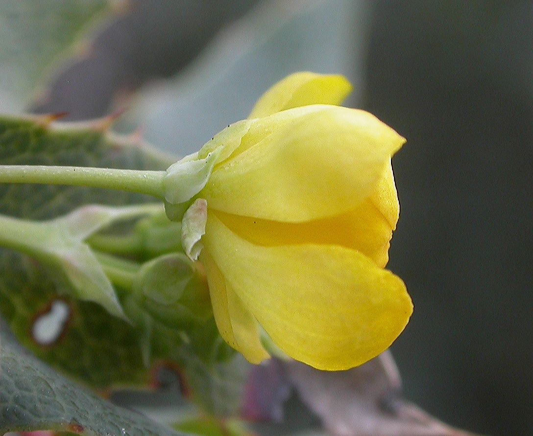 Berberidaceae Mahonia nevinii