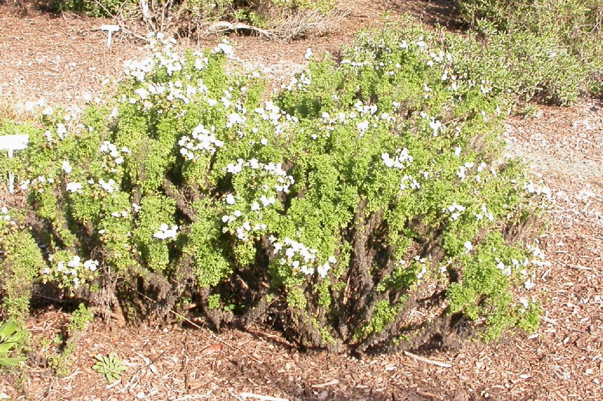 Asteraceae Bahia ambrosioides