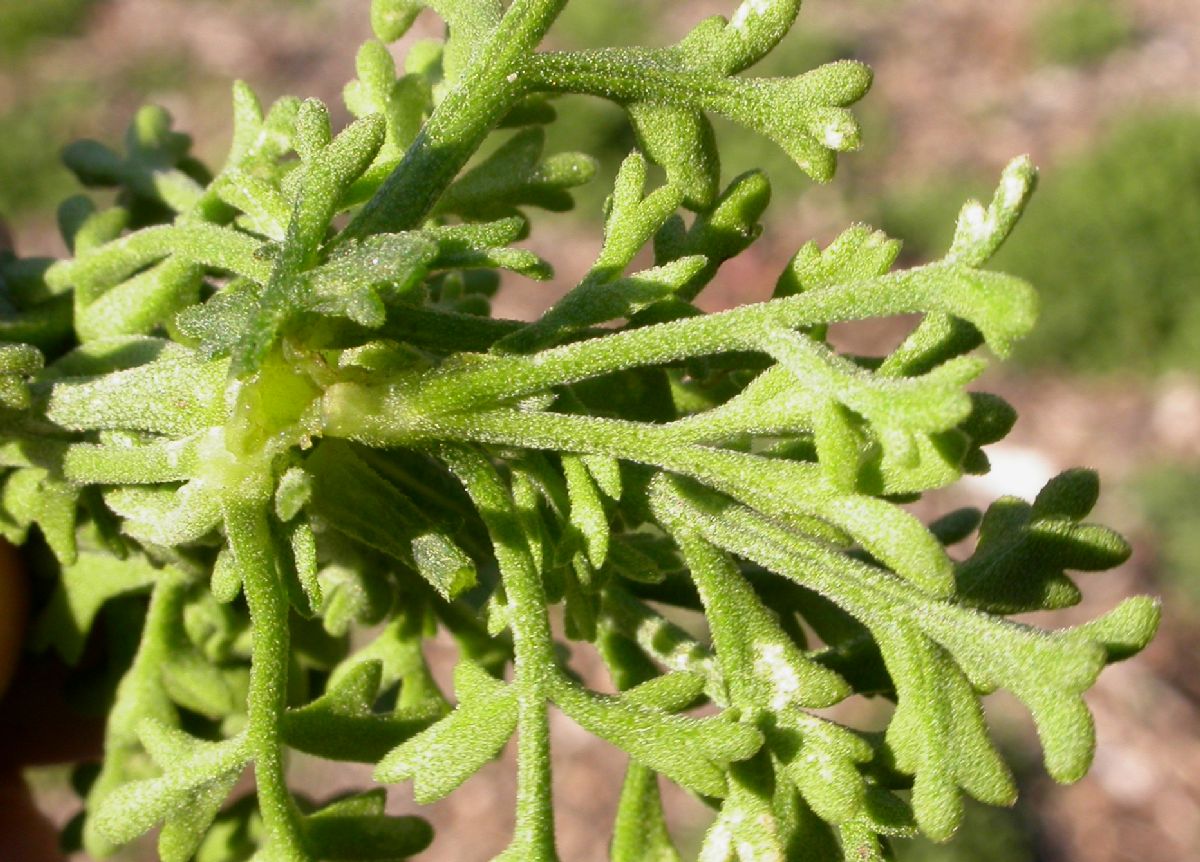 Asteraceae Bahia ambrosioides