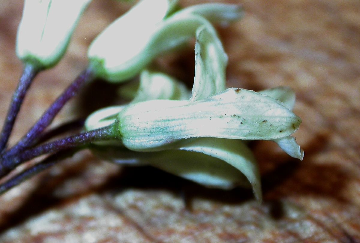 Pittosporaceae Pittosporum undulatum