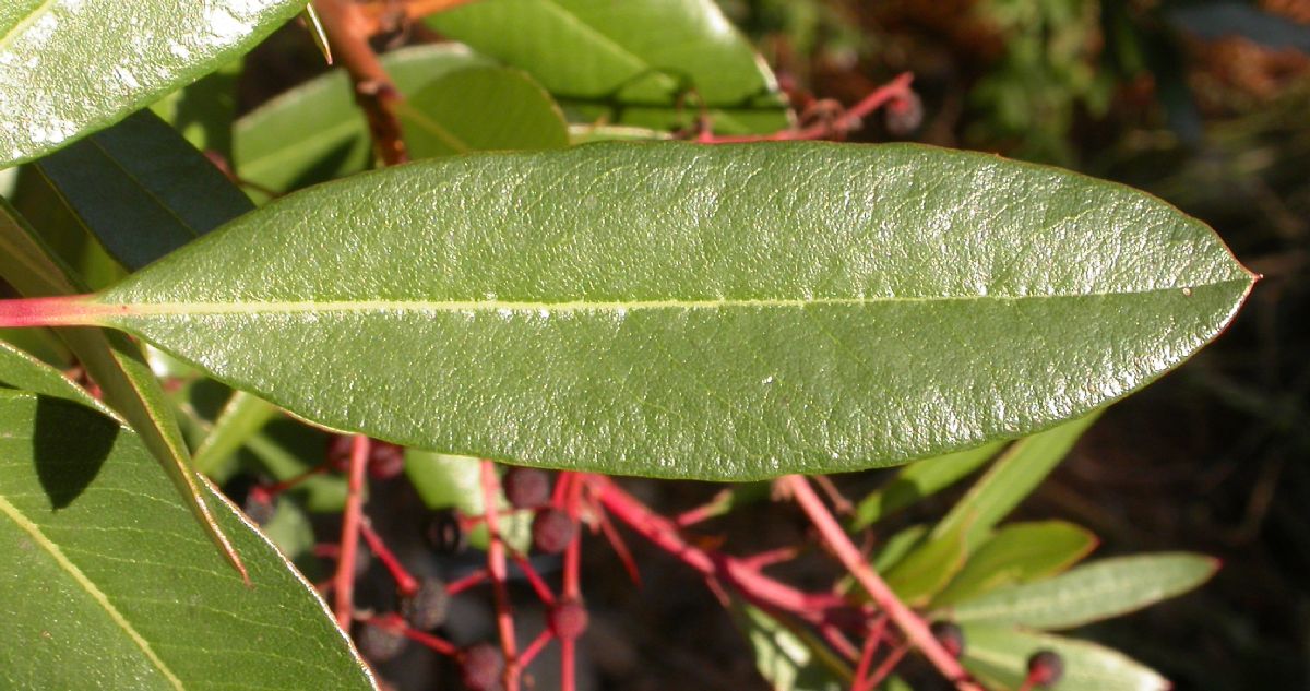 Ericaceae Comarostaphylis glaucescens
