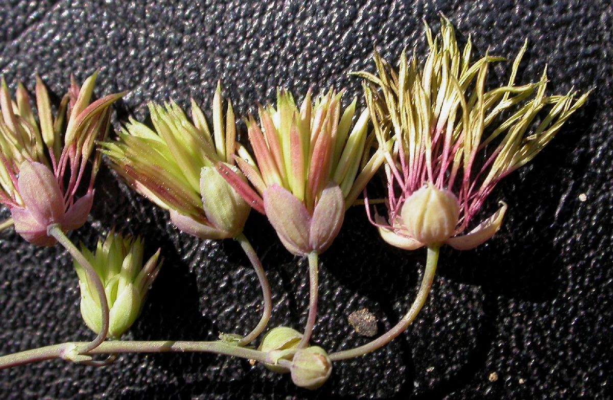 Ranunculaceae Thalictrum fendleri