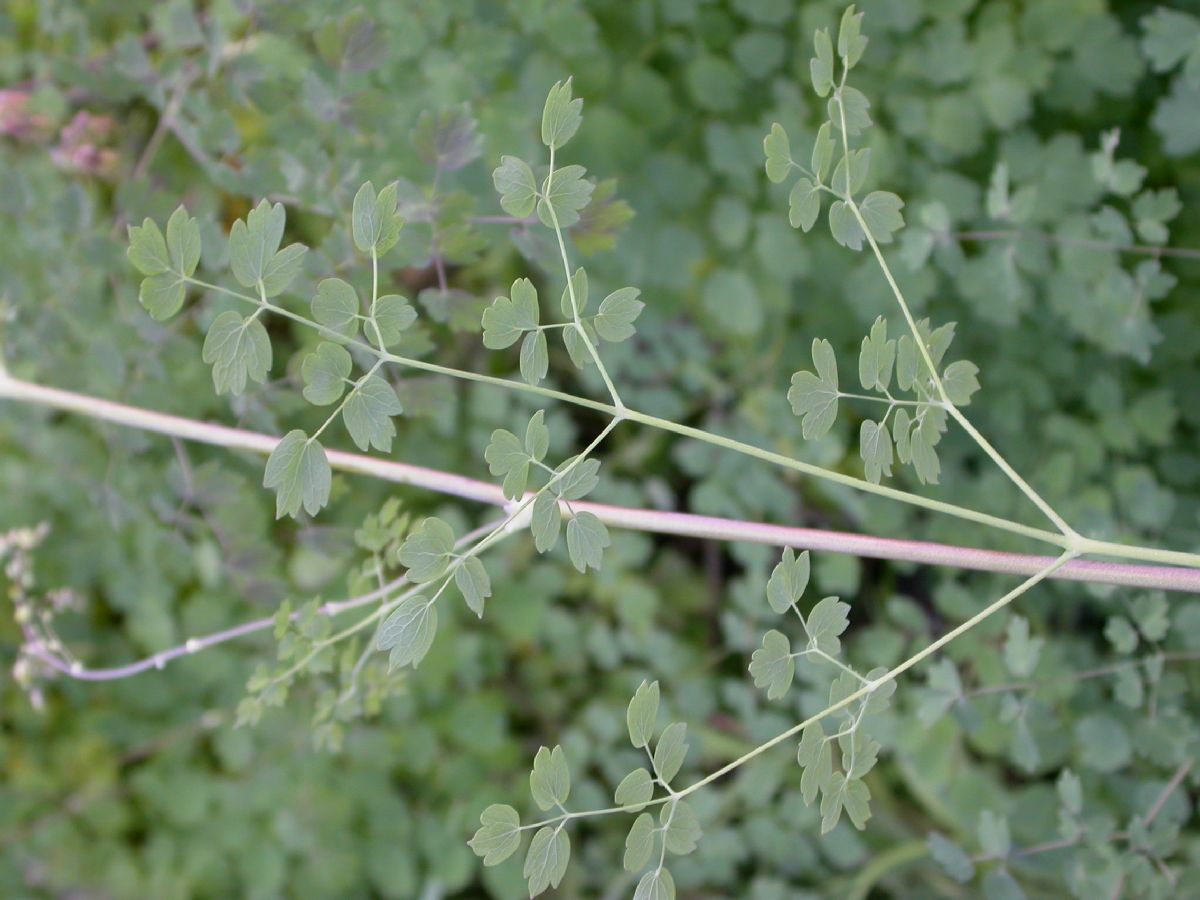 Ranunculaceae Thalictrum fendleri