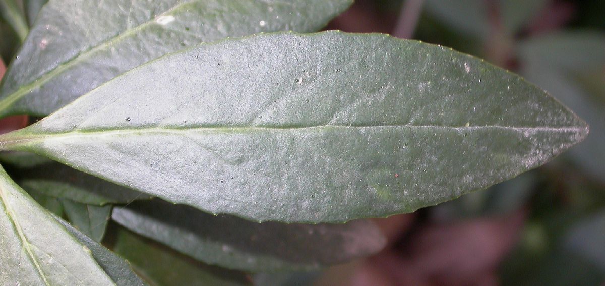 Hydrangeaceae Carpenteria californica