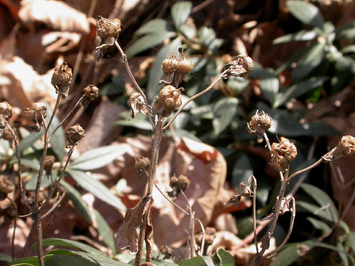 Hydrangeaceae Carpenteria californica