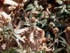 image of Carpenteria californica