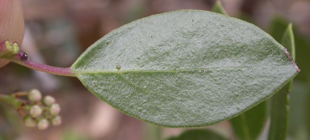 Ericaceae Arctostaphylos densiflora