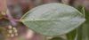 image of Arctostaphylos densiflora