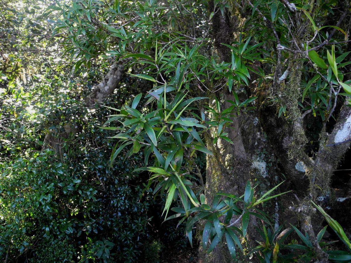 Smilacaceae Ripogon brevifolium