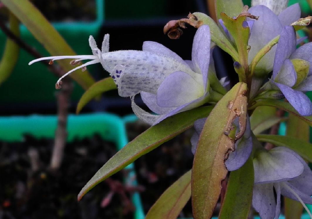 Scrophulariaceae Eremophila viscida