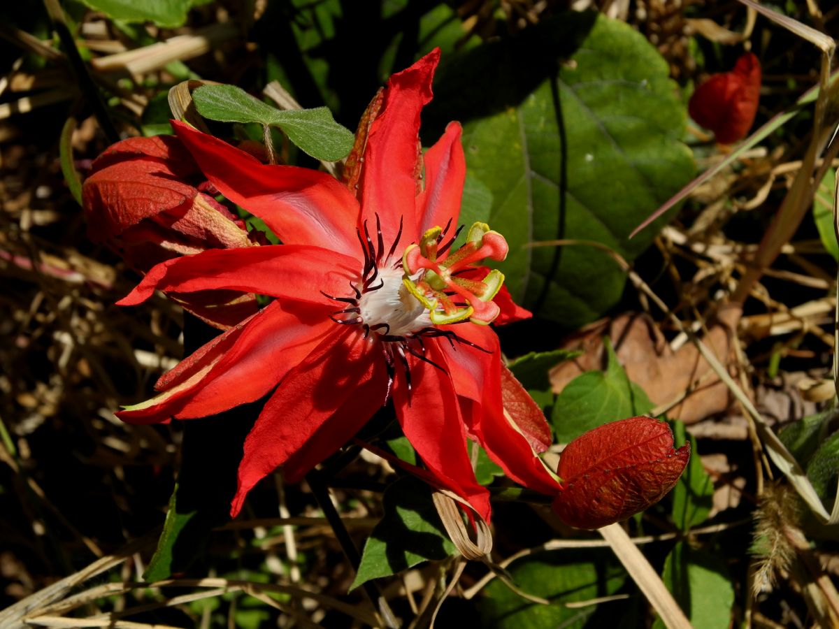 Passifloraceae Passiflora 