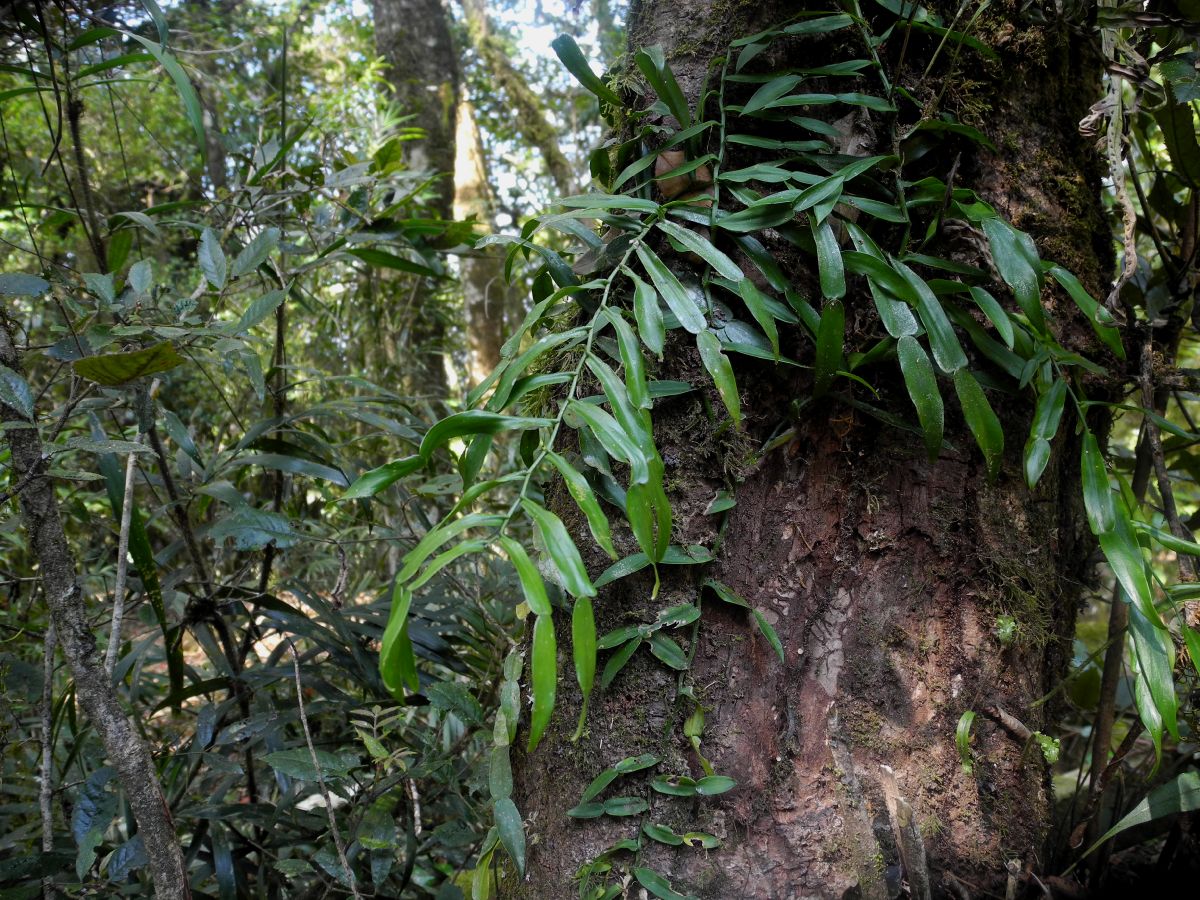 Araceae Pothos longipes