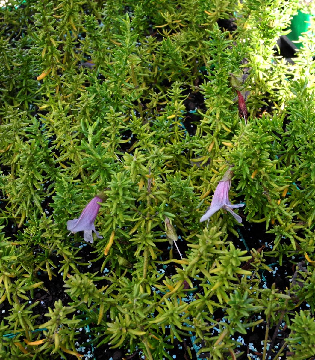 Lamiaceae Prosanthera serpyllifera