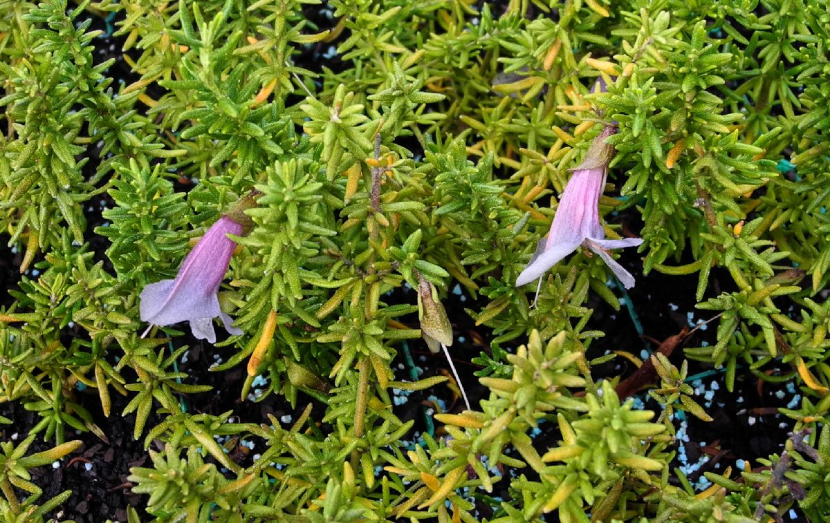 Lamiaceae Prosanthera serpyllifera