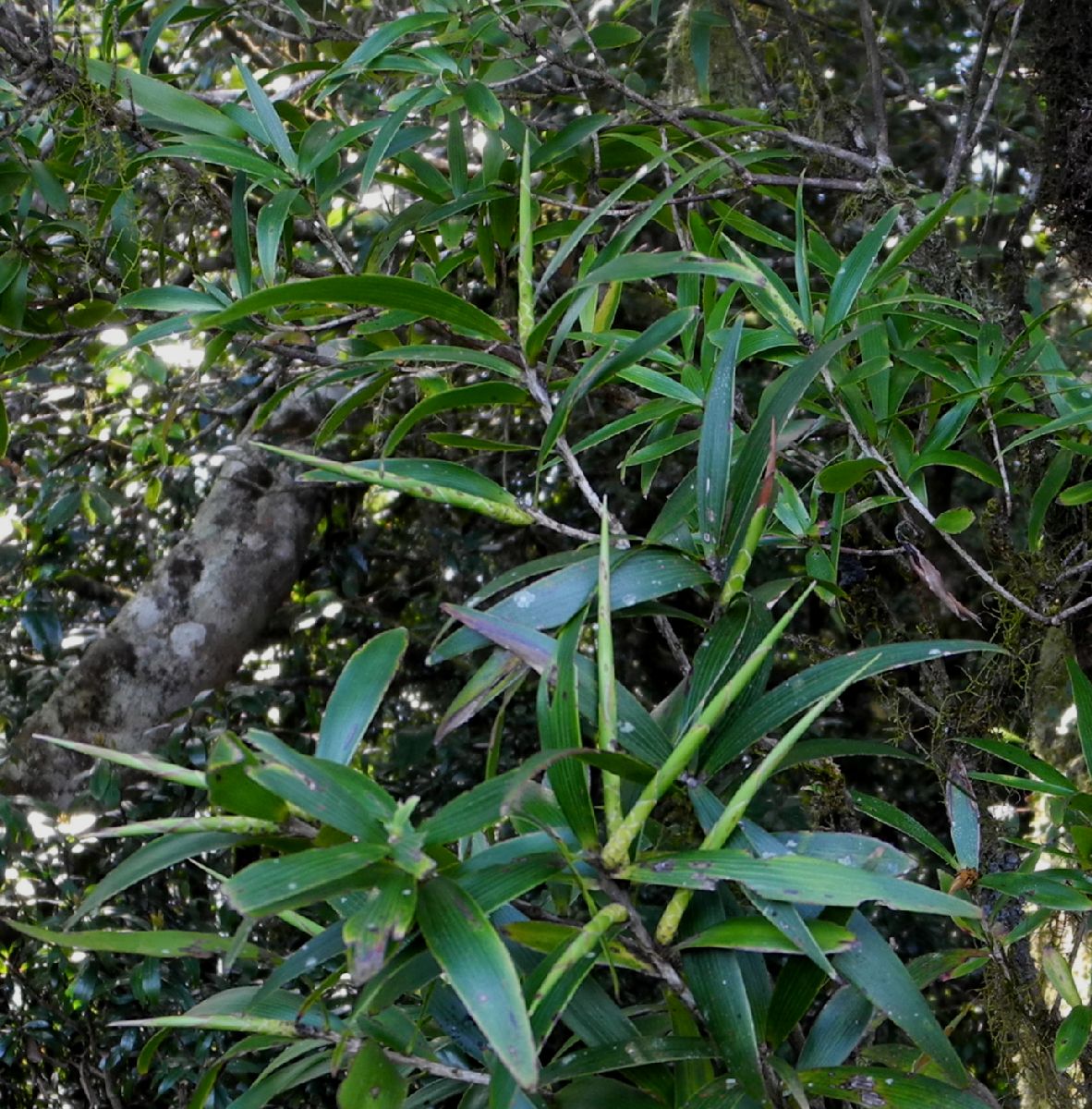 Ripogonaceae Ripogonum brevifolium