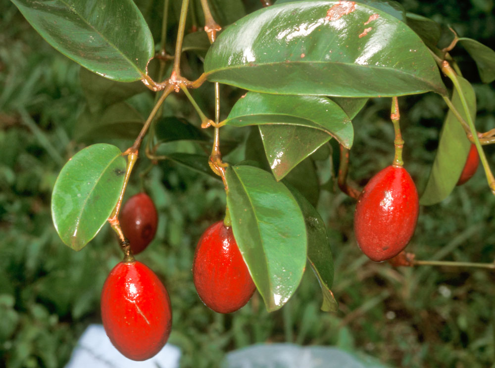 Gnetaceae Gnetum urens