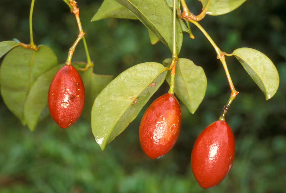 Gnetaceae Gnetum urens