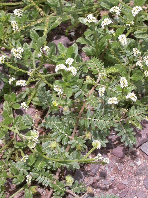 Heliotropiaceae Heliotropium 