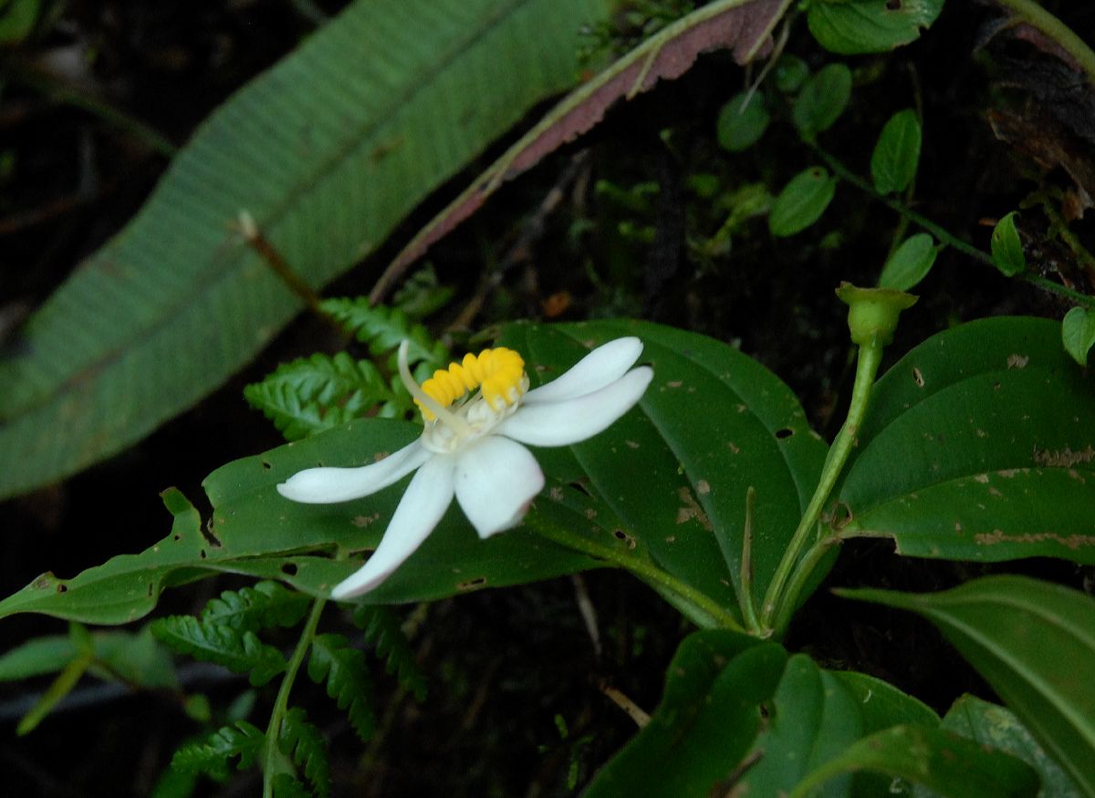 Melastomataceae Blakea 
