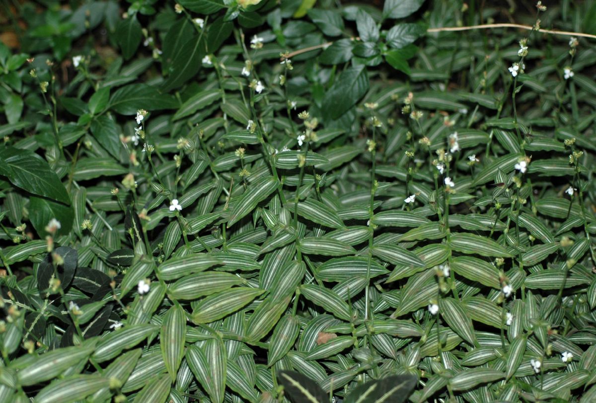 Commelinaceae Callisia elegans