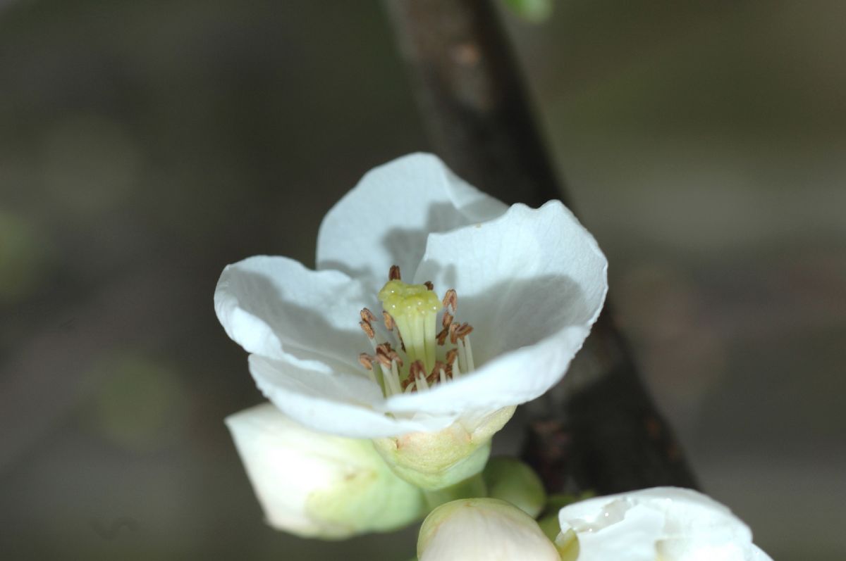 Rosaceae Chaenomeles speciosa