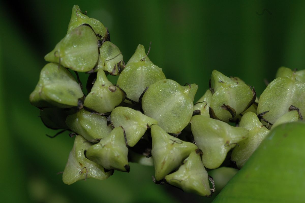 Asparagaceae Chlorophytum macrophyllum