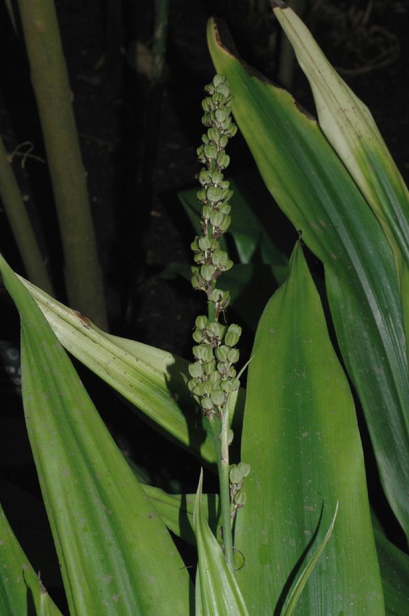 Asparagaceae Chlorophytum macrophyllum