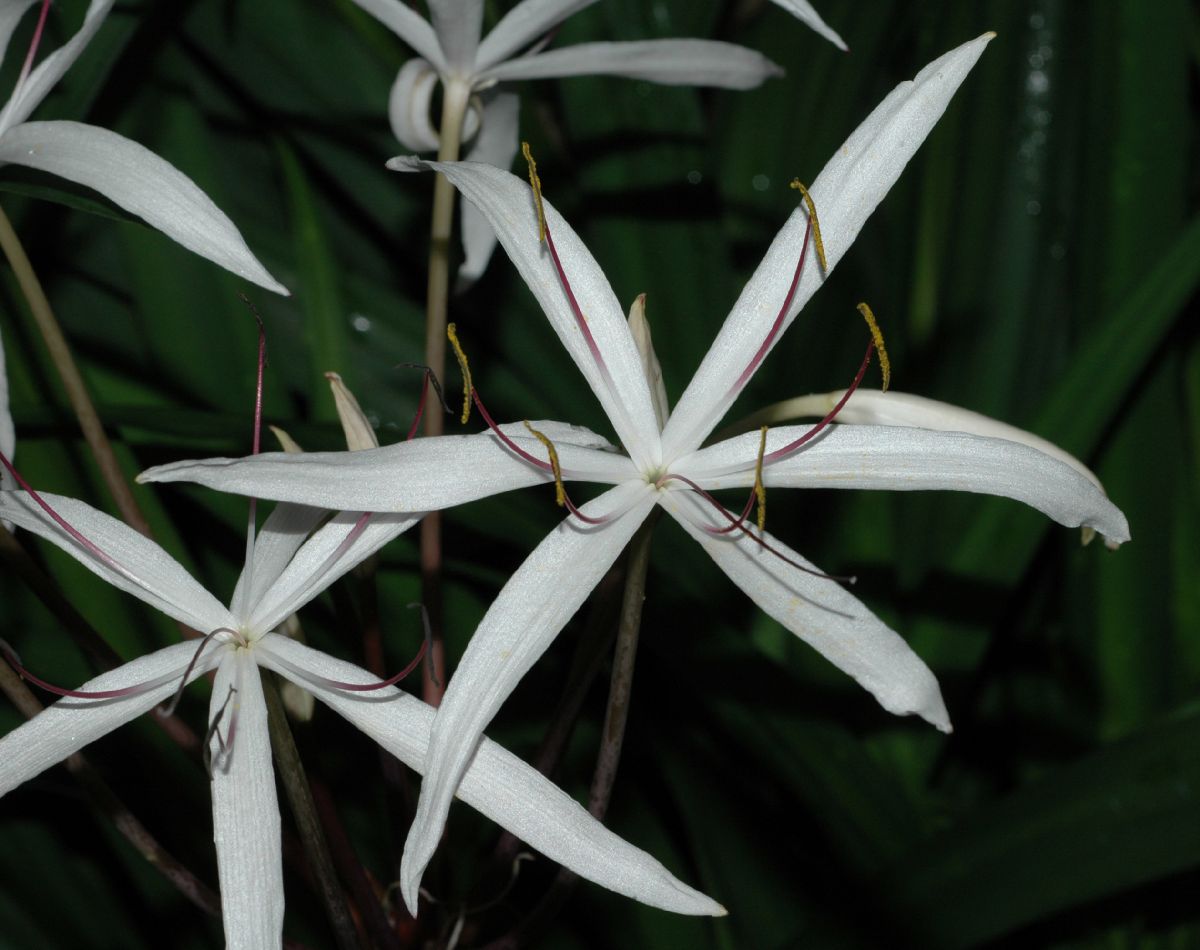 Amaryllidaceae Crinum purpurascens