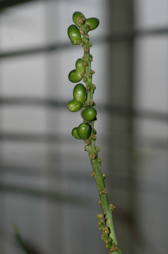 Asparagaceae Dracaena aubryana
