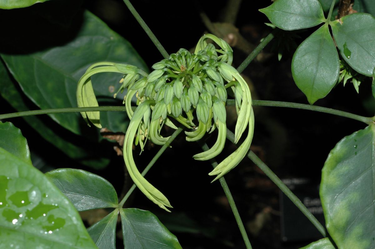 Capparaceae Euadenia eminens