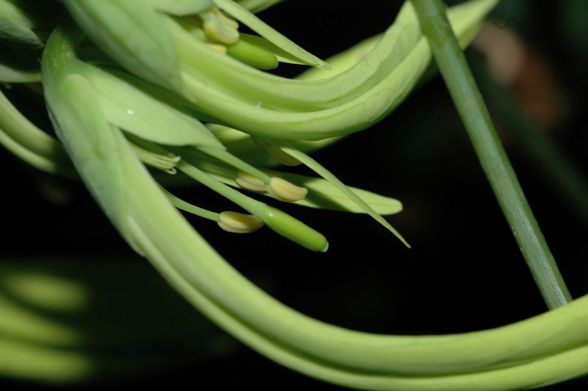 Capparaceae Euadenia eminens