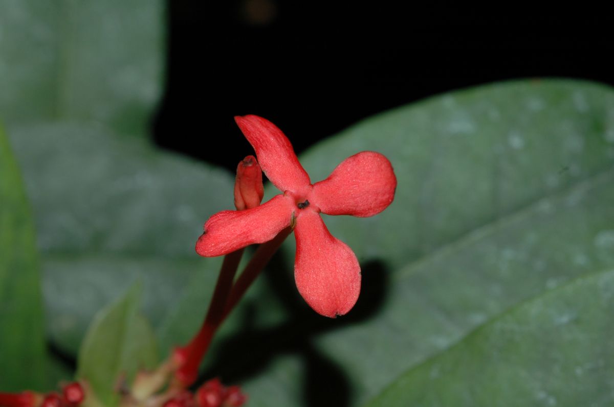 Rubiaceae Ixora coccinea