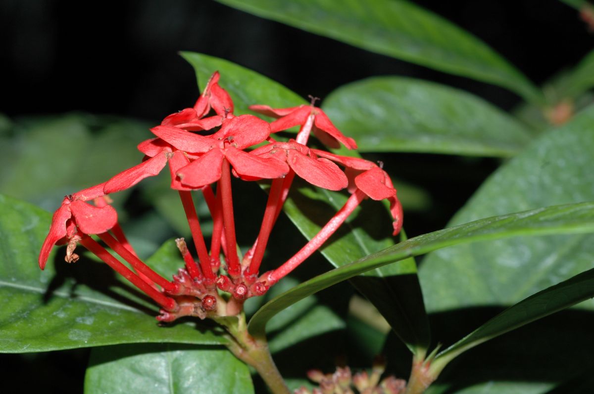 Rubiaceae Ixora coccinea