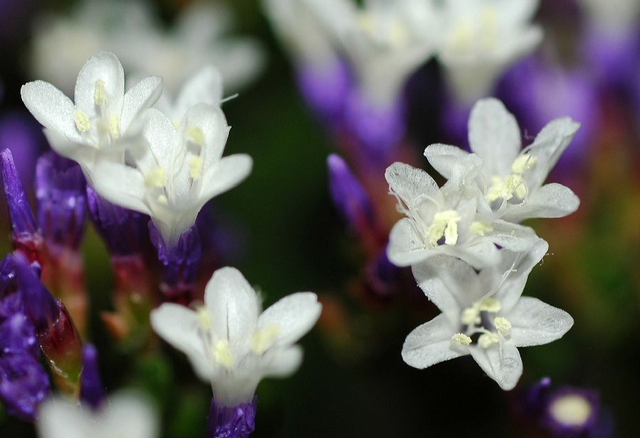 Plumbaginaceae Limonium spectabile