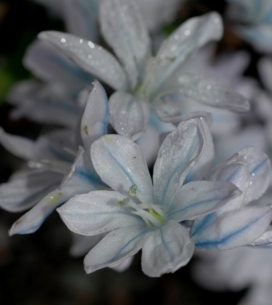 Hyacinthaceae Scilla mischischenkoana