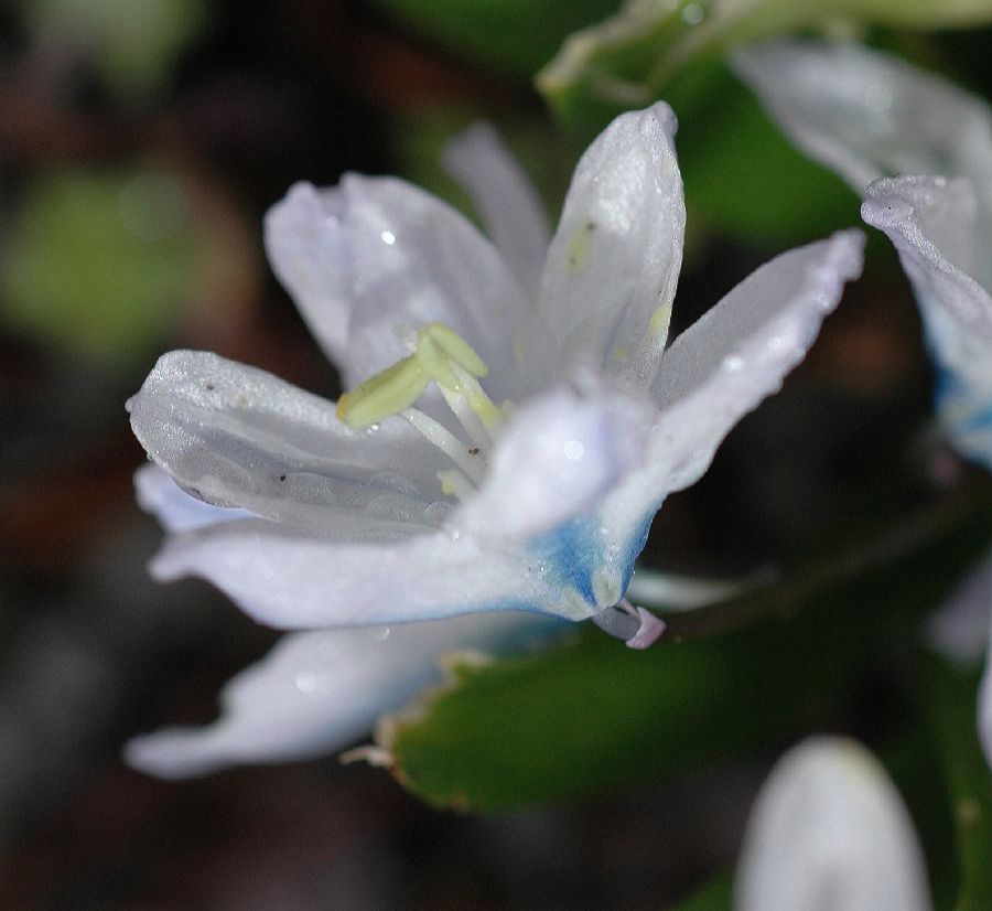 Hyacinthaceae Scilla mischischenkoana
