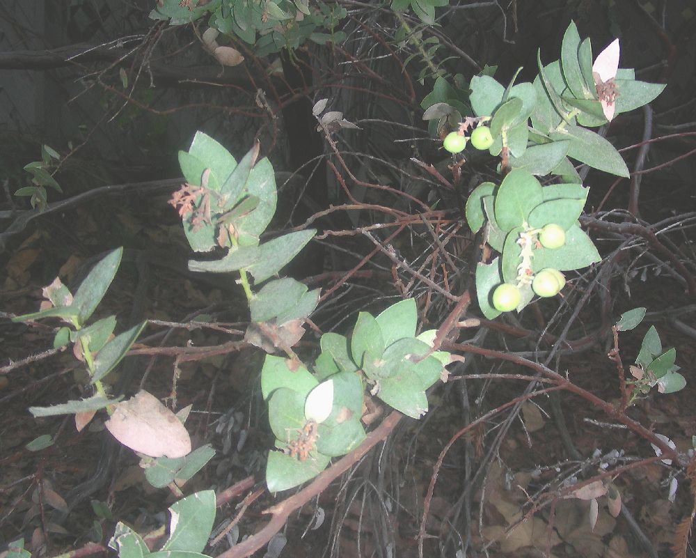 Ericaceae Arctostaphylos osoensis