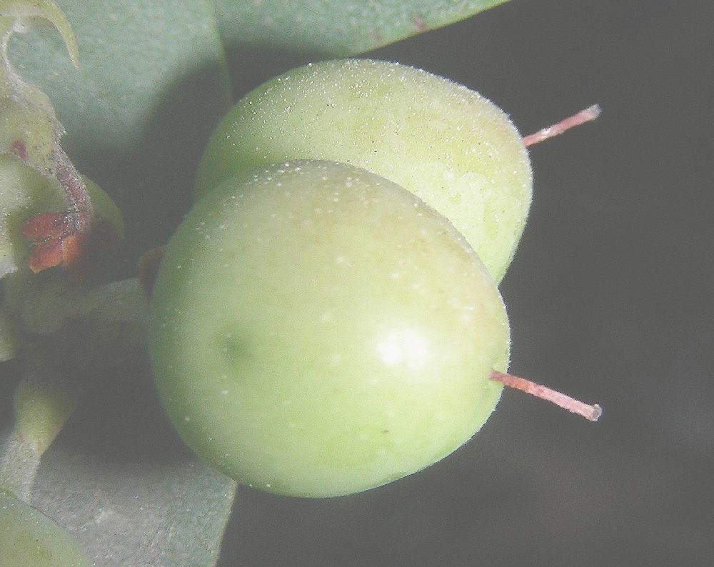 Ericaceae Arctostaphylos osoensis
