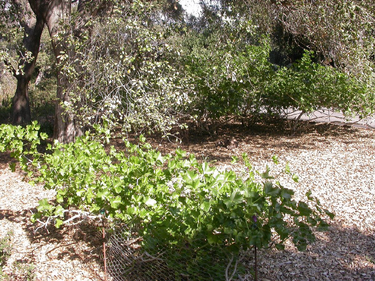 Malvaceae Lavatera assurgentiflora