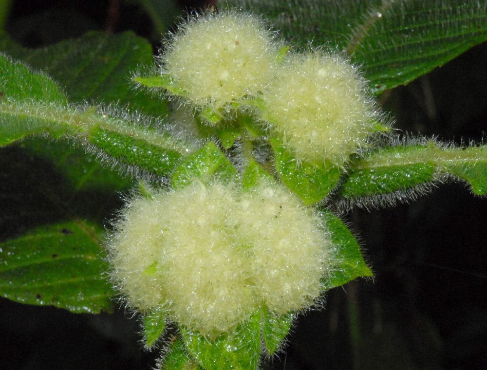 Rubiaceae Hoffmannia vesciculifera