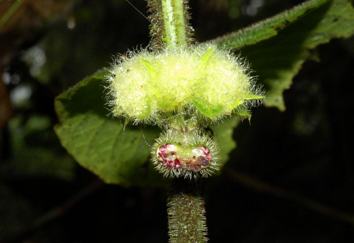 Rubiaceae Hoffmannia vesciculifera