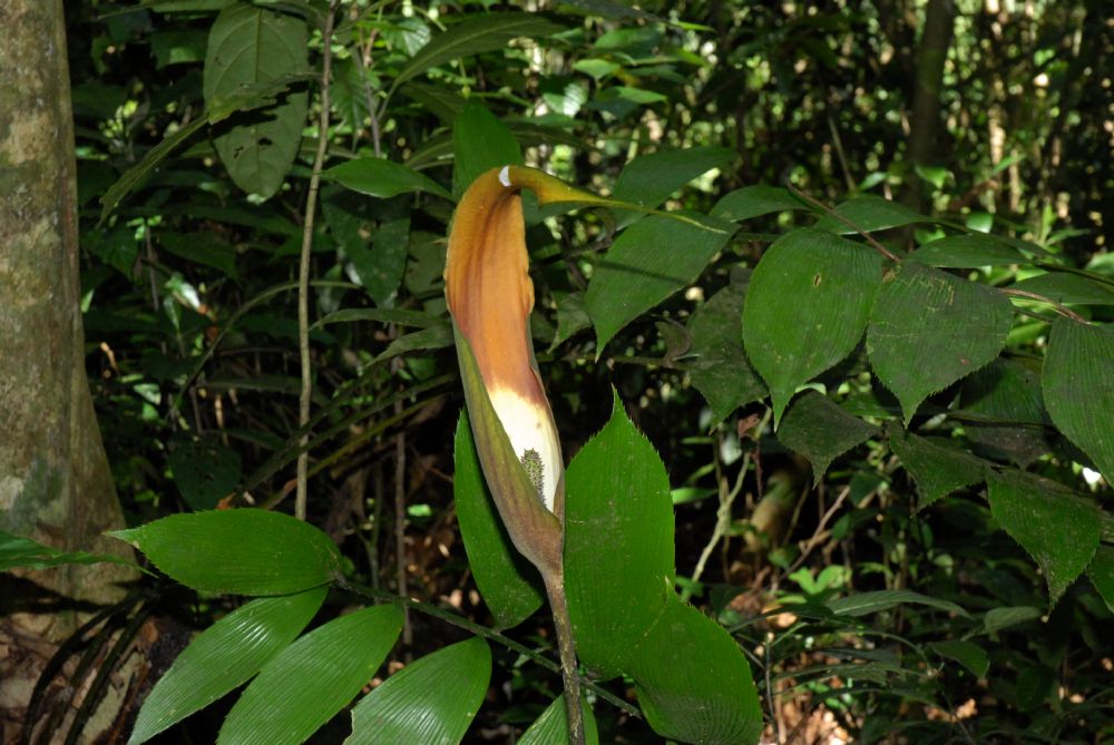 Araceae Dracontium 