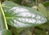 image of Macleania cordifolia