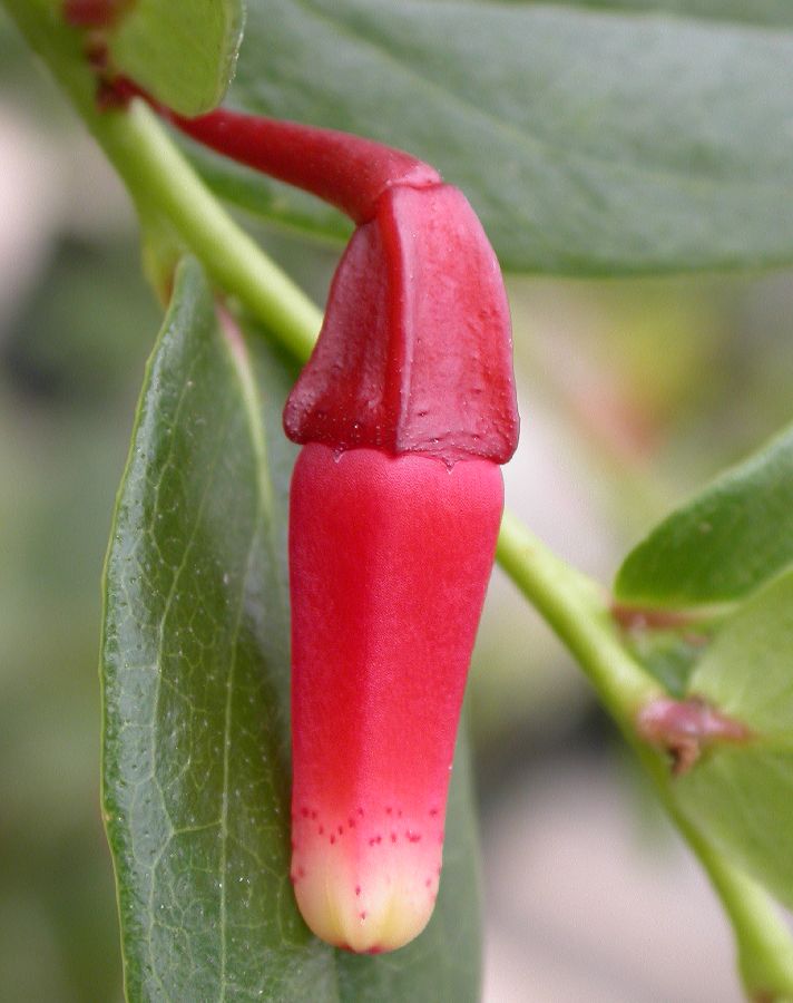 Ericaceae Macleania cordifolia