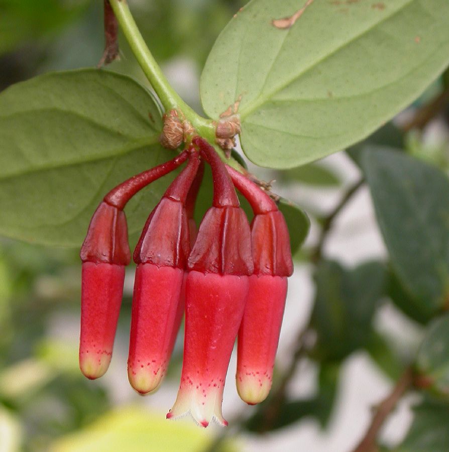 Ericaceae Macleania cordifolia