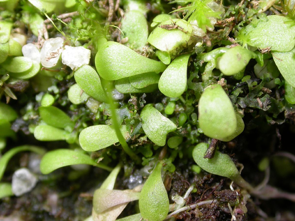 Lentibulariaceae Utricularia livida