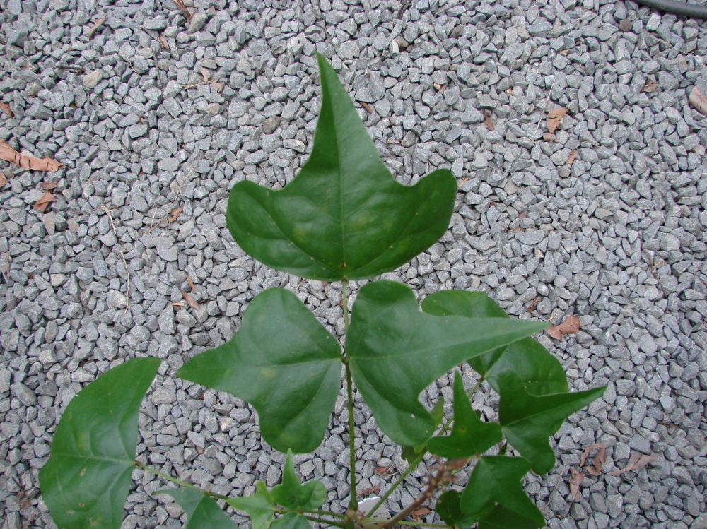 Fabaceae Erythrina humeana